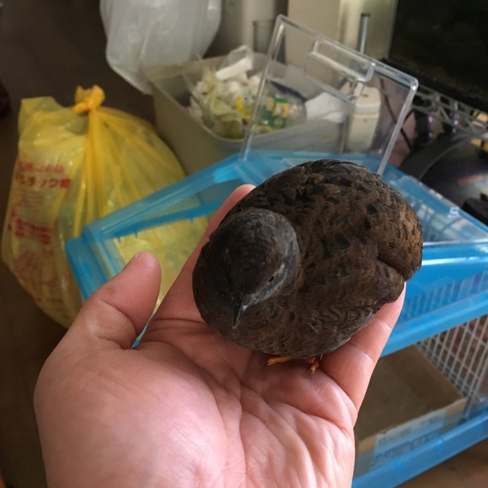ピーちゃんのカバー写真