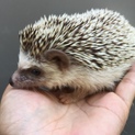 ハリネズミメス 1歳半位 自家繁殖個体です。