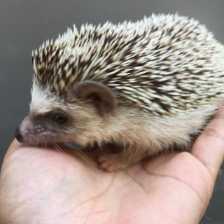 ハリネズミメス 1歳半位 自家繁殖個体です。