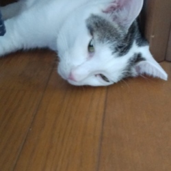 「仲良し猫のこどもの国」サムネイル2