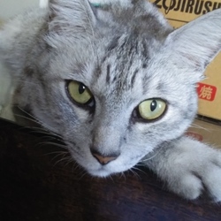 「仲良し猫のこどもの国」サムネイル3