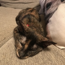 ありがとうございました。