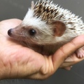 ハリネズミオス 1歳くらい 自家繁殖個体