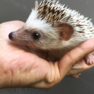 ハリネズミオス 1歳くらい 自家繁殖個体