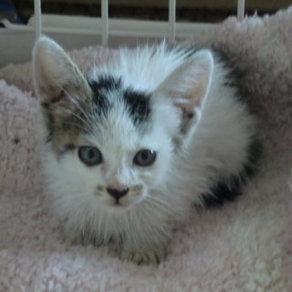 お家が決まりました。ありがとうございます。