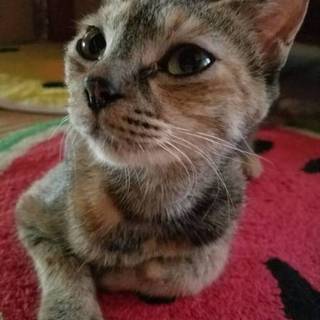 お家決定！ 人懐こい大人猫マルちゃん♀