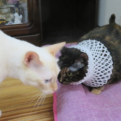 「抗争　勃発？！」サムネイル2