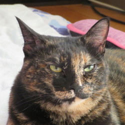 「抗争　勃発？！」サムネイル3