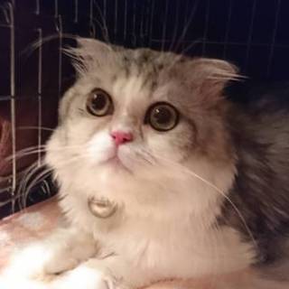 モフモフ君、9/9Terra里親会に参加‼️