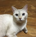 人懐っこいまん丸おめめの美人猫さん