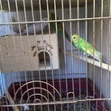 セキセイインコの里親募集中