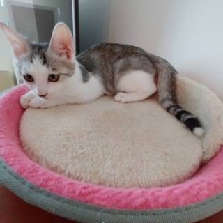 9/23(日),24(月)譲渡会！シュウくんです！