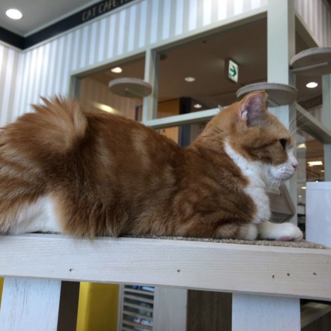 ひ ぃのカバー写真