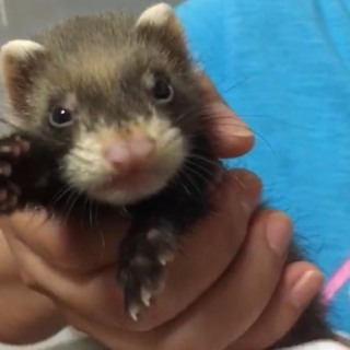 可愛いがってくださる方