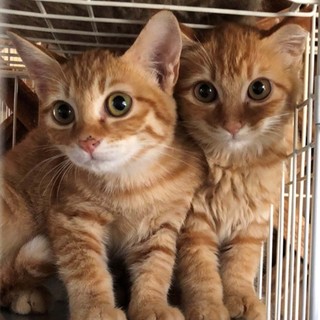 茶トラ３兄妹の里親募集中です。