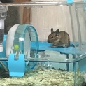 デグーベビー里親募集でした