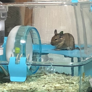 デグーベビー里親募集でした