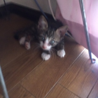 【１ヶ月】ゴロスリの可愛い子猫