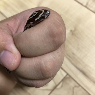 コーンスネークのベビー※新規申込一時停止中