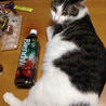レオ