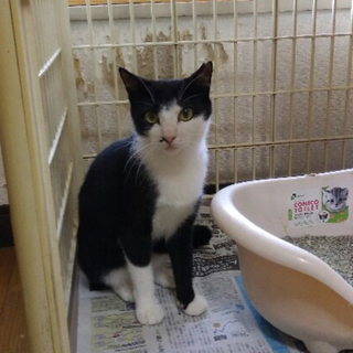 推定2歳  ハチワレ美猫ちゃん♩エイズ・白血病陰性