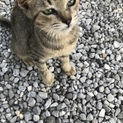 キジトラ  オスの子猫