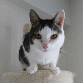 人馴れ抜群  推定9歳 マルコちゃん♡