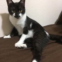 おはぎ