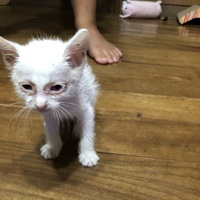 たま