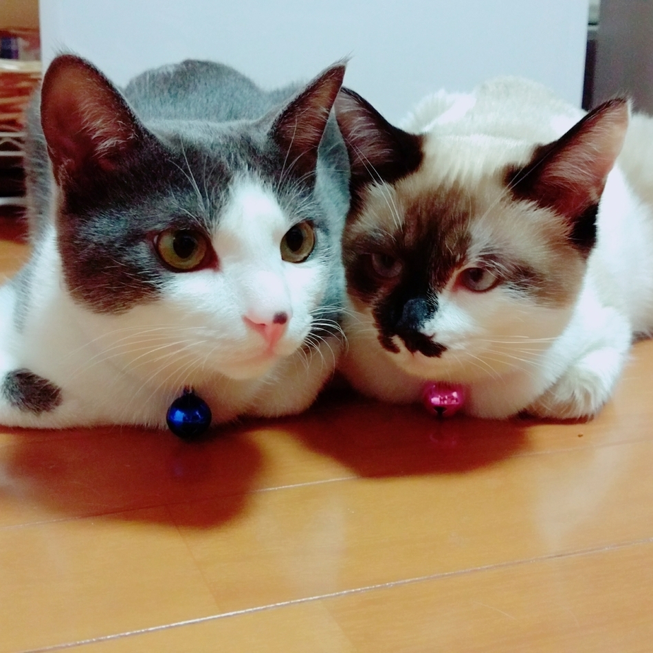 りんのカバー写真