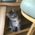 4匹里親様決定しました。残り1匹なります