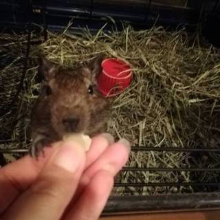 【八潮市】デグーの里親を募集します。