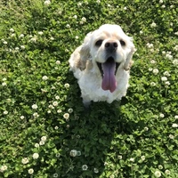 中嶋ココナッツ