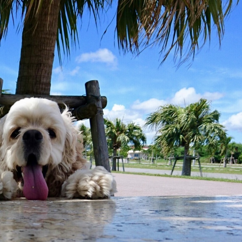 中嶋ココナッツのカバー写真