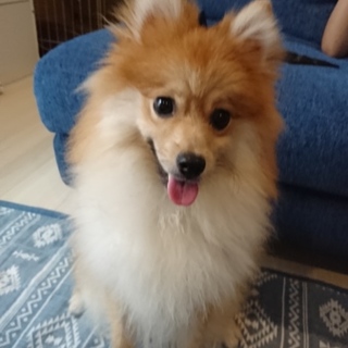元気なポメラニアンの男の子です♪