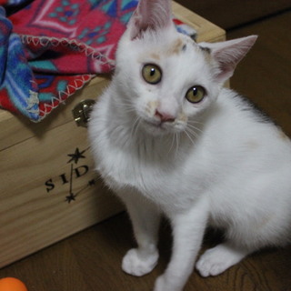 （９／９～トライアル中）仮名：きりんちゃん♪