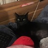 貝木