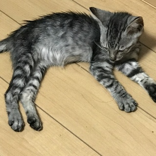 甘えん坊なキジトラの女の子♪