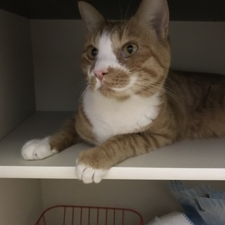 成猫、去勢済み、甘えん坊の猫ちゃんです※急募