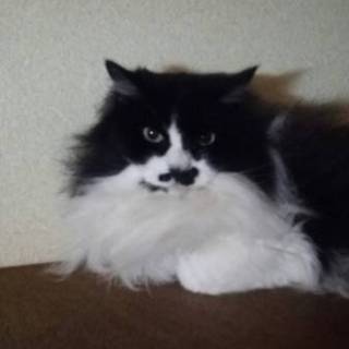 長毛MIXあまり鳴かないマル君