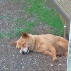 チョコ　１３才！