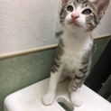 サバとらと雉トラの３ヶ月男の子