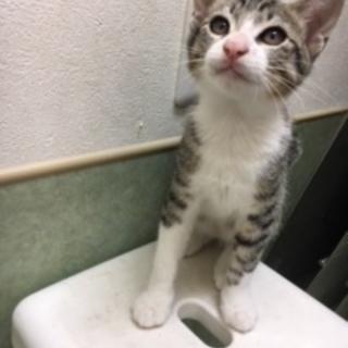 サバとらと雉トラの３ヶ月男の子
