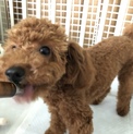 ありがとうございました！