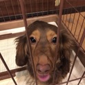 カニンヘンダックス里親募集