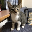 里親様決まりました！ありがとうございました。