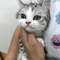 スコティッシュホールド　たち耳　男の子