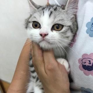 スコティッシュホールド　たち耳　男の子