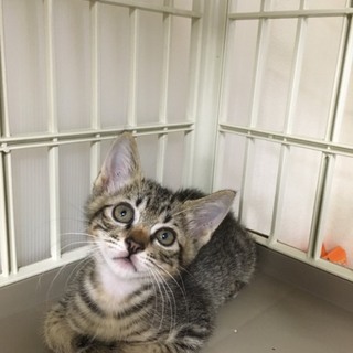 後追いする可愛いキジトラのみゅー君、約１ｋｇ