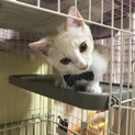 甘えん坊な三兄弟の仔猫